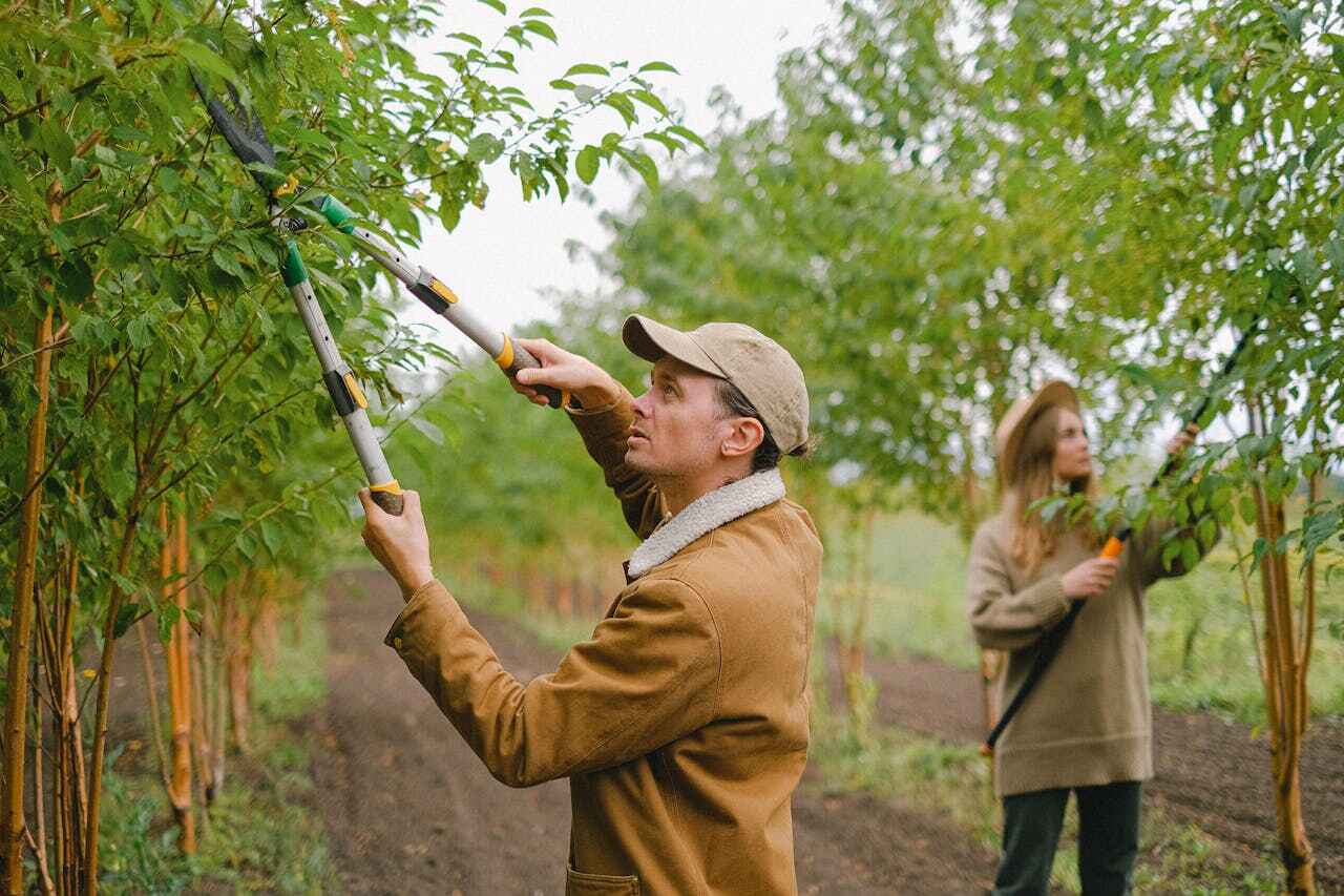 Best Commercial Tree Services  in USA